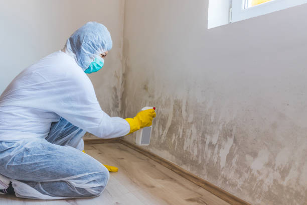 Licensed Attic Mold Remediation service in Hamilton, TX - Car Mold Remediation