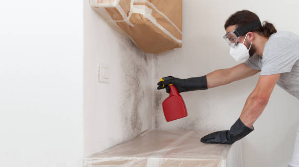 Professional Attic Mold Remediation technician working in Hamilton, TX