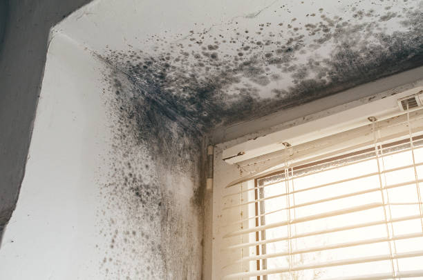 Affordable Attic Mold Remediation solutions in Hamilton, TX