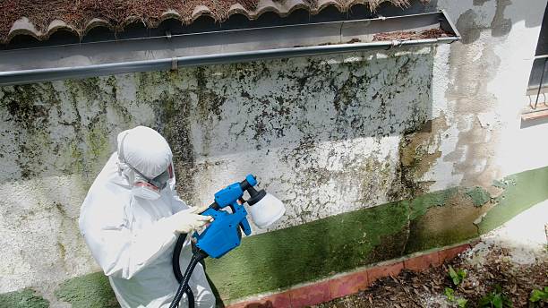 Top rated local Attic Mold Remediation specialists in Hamilton, TX